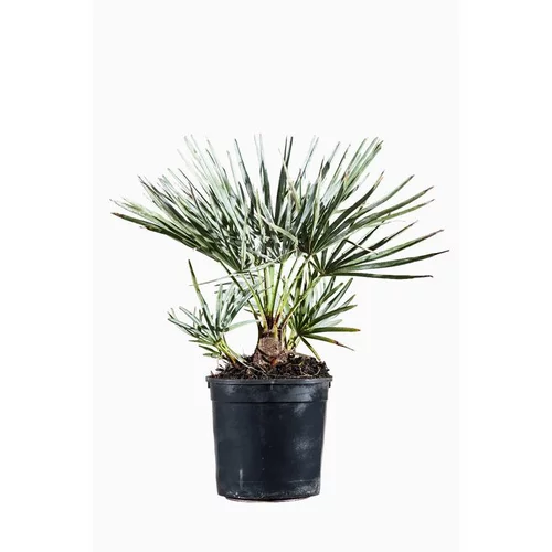 Pratique jardin:Chamaerops Cerifera en pot de 2 L Vert