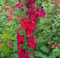 Extérieur nature：Lobélia Speciosa - Le pot de 3 litres