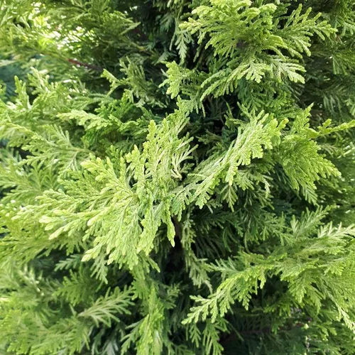 À adopter pour l’extérieur：Cupressocyparis Leylandii Castlewellan Gold Pom Pom en pot de 24L jaune