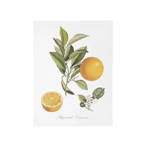 Sélection pratique:Affiche bigarade couronnée - 30 x 40 cm
