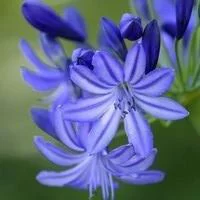 Pour faciliter la vie dehors:Agapanthe Bleue. Le pot de 9 litres