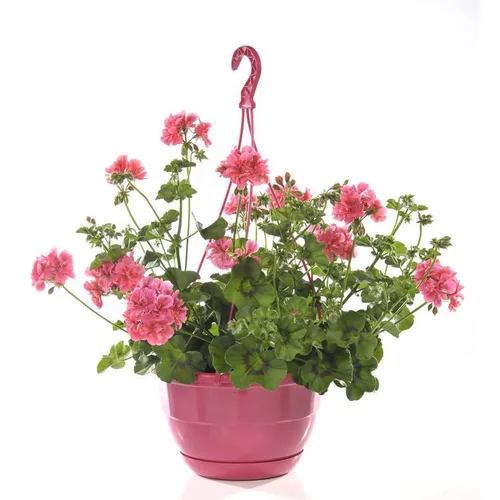 Solution extérieure：Géranium lierre à fleurs doubles - La suspension