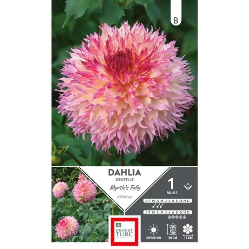 Sélection malin:Dahlia fleurs géantes rose Ernest Turc Myrtle’s folly - 1 bulbe