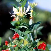 Nature au jardin：Chevrefeuille SCENTSATION®. Le pot de 3 litres