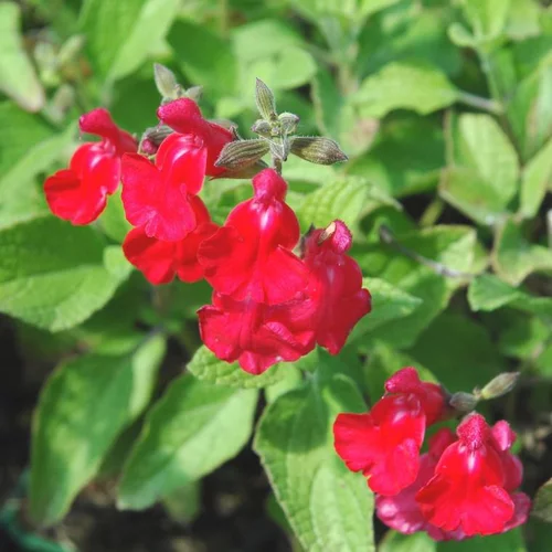 Pour améliorer votre jardin：Salvia Microphylla 'Royal Bumble' - Le pot de 2,5 litres