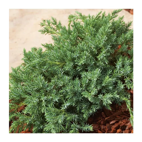 Nature extérieur:Genévrier Blue Carpet - pot 2 L