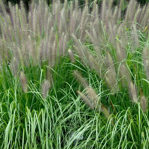 Une touche pratique à l’extérieur：Pennisetum alopecuroides vert botanic®. Le pot de 1 litre