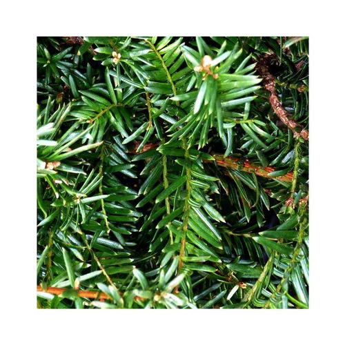 Une touche pratique au jardin：If commun vert. Le pot de 5 litres, 80/100 cm