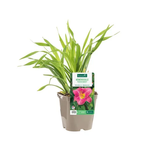 Maison et jardin:Hémérocalle ‘Persian Market’ - Le pot de 2 litres