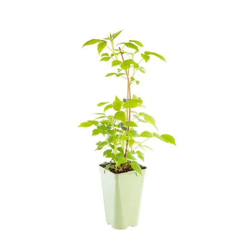 Espace vert moderne：Framboisier Yummi Rustica® Bio. Le pot de 2 litres