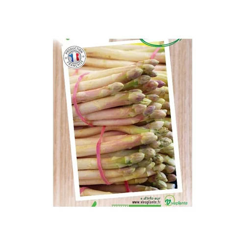 Pour vos moments en extérieur:Asperge Super Argenteuil Bio. Le filet de 12 griffes