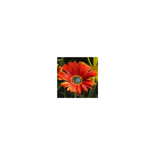 Pour personnaliser votre jardin:Arctotis - Le pot de 2 litres
