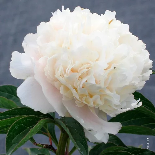 Choix extérieur:Pivoine de Chine 'Duchesse de Nemours' - Le pot de 2 litres
