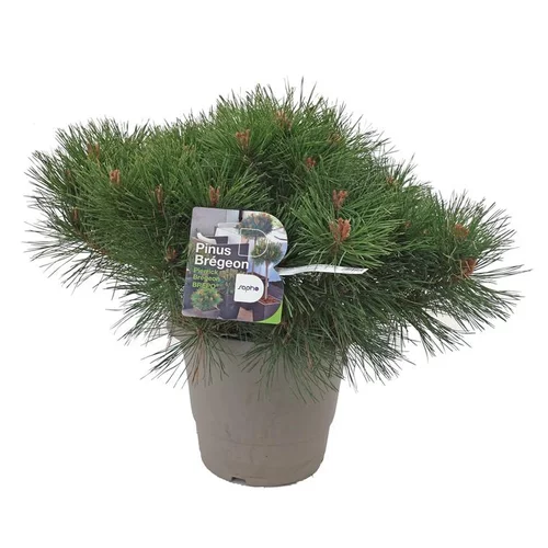 Idée utile:Pin Nigra Brepo - pot 10 L