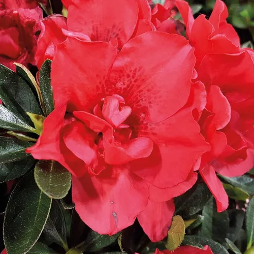 Vie dehors:Azalée (Azalea) Encore Autumn Creach rouge. Le pot de 4 litres