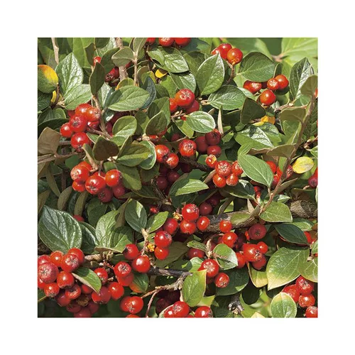 Pour un jardin plus pratique:Cotonéastre de Franchet (Cotoneaster) vert. Le pot de 7 litres