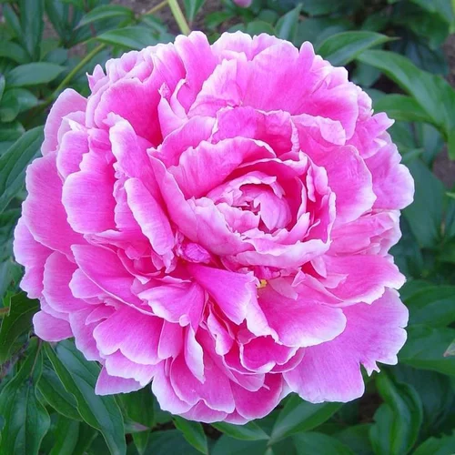 Accessoire jardin：Paeonia Aztec - Le pot de 2 litres