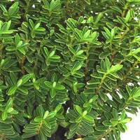 Jardin facile:Myrthe. Le pot de 14 cm