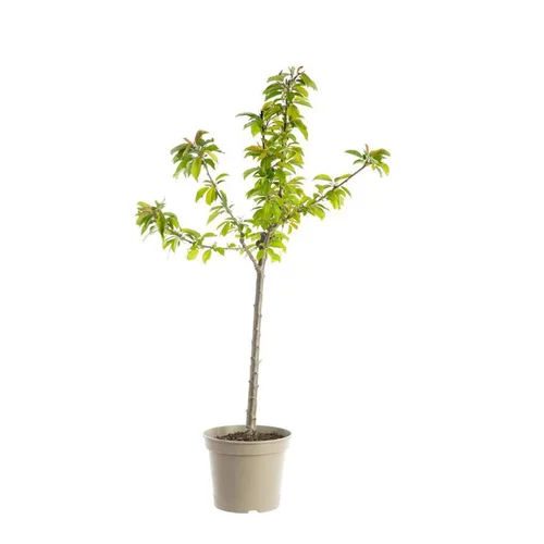 Au service de votre jardin：Cerisier Big. Reverchon. Le pot de 12 litres, forme gobelet