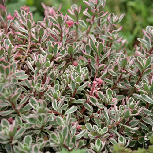 Esprit extérieur:Sedum D'Arménie 'Tricolor' - Le pot de 1 litre