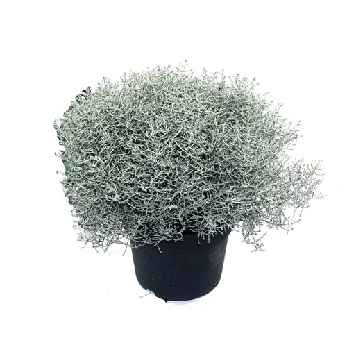 Une solution pratique pour le jardin:Calocéphalus - Le pot de 2.5 litres