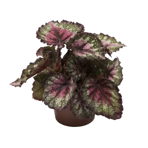 Pour votre extérieur：Bégonia rex mix multicolore. Le pot de Ø 6 cm