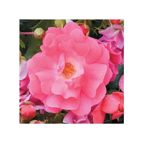 Pour votre jardin:Rosier Eméra rose – Pot bleu de 5L