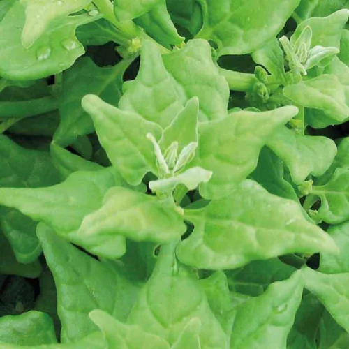 Pratique pour le jardin:Tetragone Bio. Le pot de 10,5 cm
