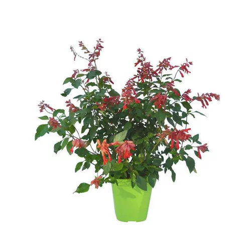 Confort pour le jardin：Sauge Amber’s wish en pot de 4 litres