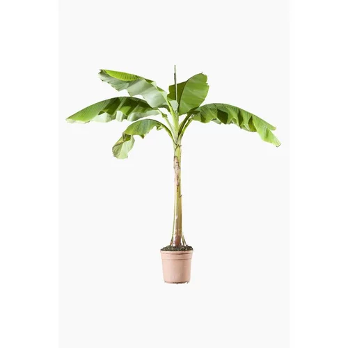 Pour simplifier vos extérieurs：Bananier (Musa Banjoo). Le pot de 5 litres