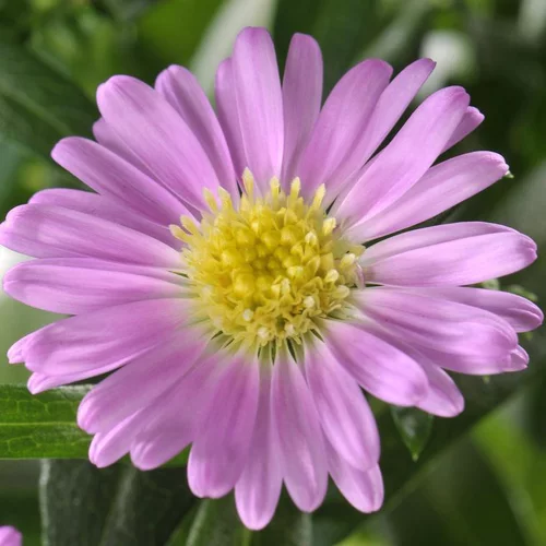 Malin pour le jardin:Aster Varié - Le pot de 7,5 litres