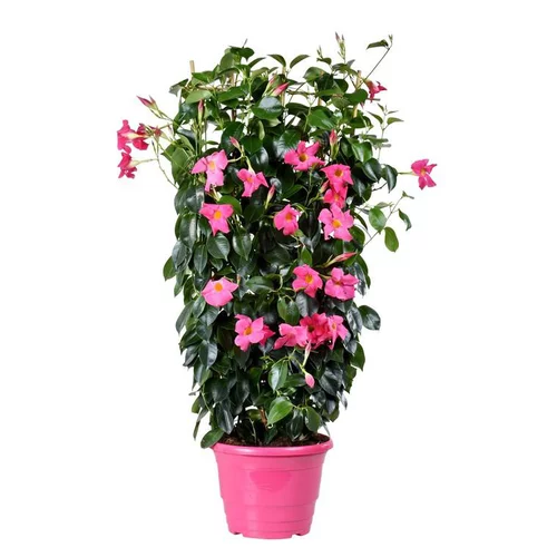 Jardin & déco：Dipladénia palissé - Le pot de 5 litres