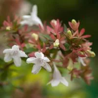 Sélection pour votre jardin:Abélia - Le pot de 2 litres