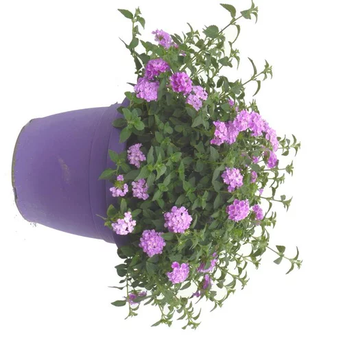 Pratique au jardin:Lantana - Le pot de 6 litres
