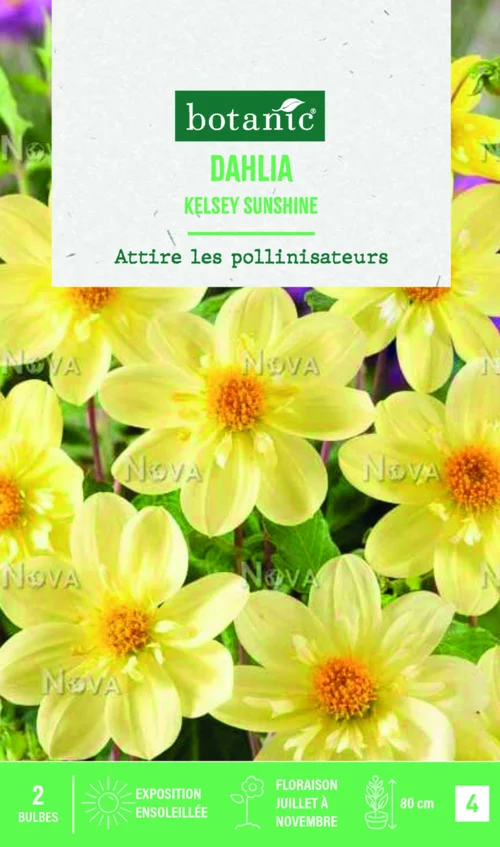Accessoire extérieur：Bulbes de fleurs Dahlia collerette Kelsey Sunshine botanic® - 2 bulbes
