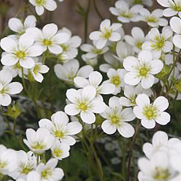 6 x Saxifrage d'Arends 'Schneeteppich' – Saxifraga 'Schneeteppich', godet 9cm x 9cm