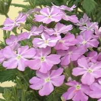 L’allié du jardin:Verveine retombante - Le pot de 1 litre