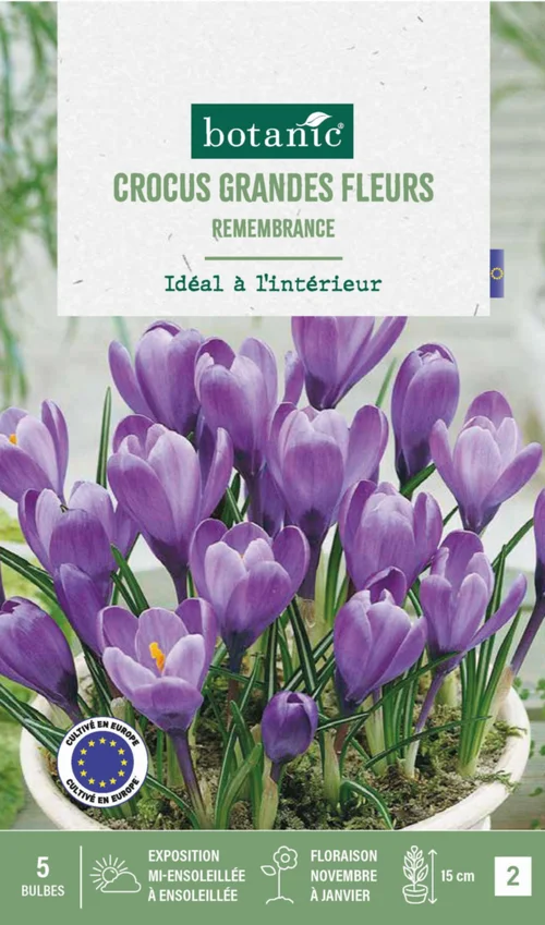 Idée jardin:Crocus intérieur Remembrance en mélange botanic® - 5 bulbes