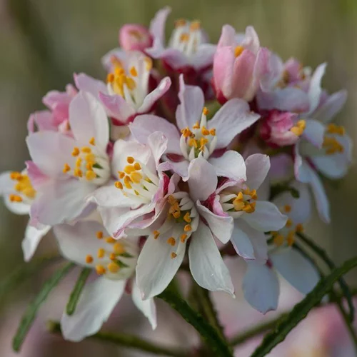 Sélection nature：Choisya apple blossem