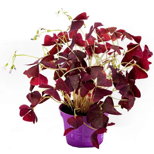 Jardin chez vous：Surelle Xalis Burgundy Wine - Le pot de 12 cm