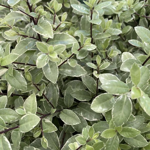 Pour valoriser vos extérieurs:Pittosporum Tenuifolium Silver Ball. Le pot de 7,5 litres