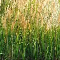 Utile pour l’extérieur:Graminées variées - Le pot de 2 litres