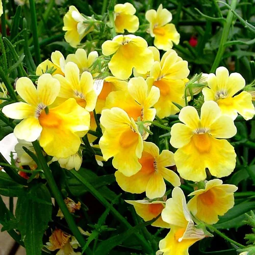 Jardin qualité:Némésia Sunsatia - Le pot de Ø 10,5 cm