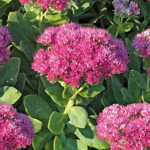 Pour personnaliser votre jardin：Sedum Spectabile - Le pot de 9 x 9 cm