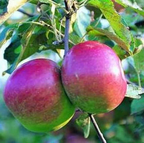 Malin extérieur:Pommier Melrose. Le pot de 10 litres forme gobelet