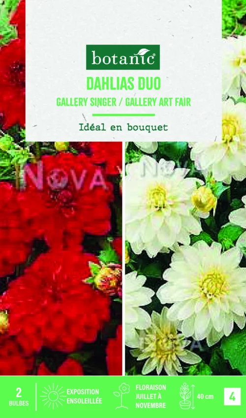 Une idée pratique pour l’extérieur：Bulbes de fleurs duo de Dahlias décoratifs Gallery singer / Art fair botanic® - 2 bulbes