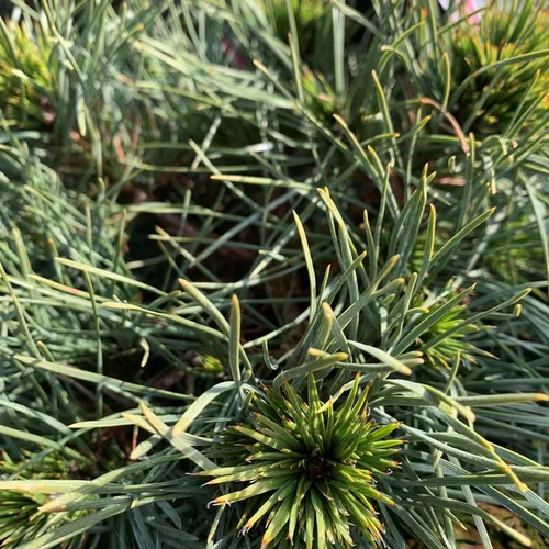 Côté extérieur：Pin sylvester Globosa Viridis 20/30. Le pot de 3 litres