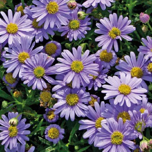 Jardin et plaisir:Brachycome - Le pot de 9 x 9 cm