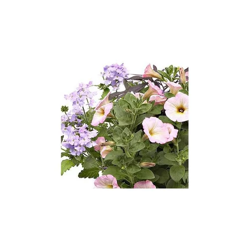 Tendance au jardin:Potée fleurie Léman - Le pot de 10 litres