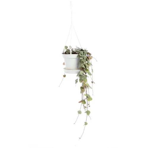 Espace vert moderne:Ceropegia Woodii suspension Ø11xH20 cm